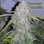Auto White Widow Feminised Monster Cannabis